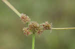 Variable flatsedge